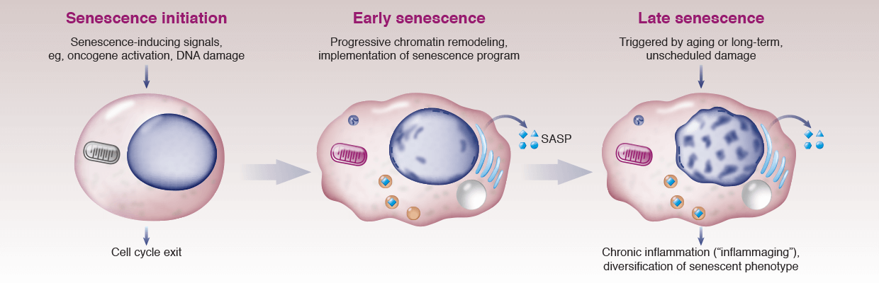 Senescence | pfpfizeruscom